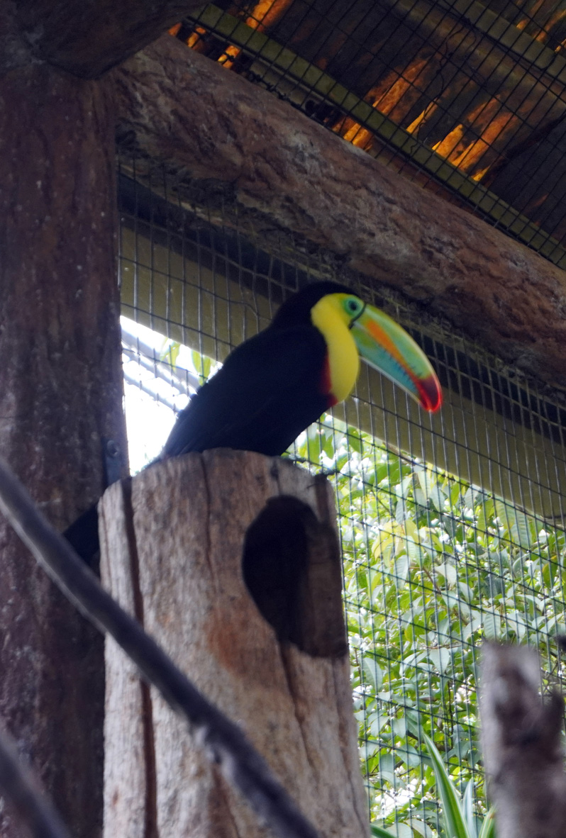 Costa Rica: La Paz Waterfall Gardens