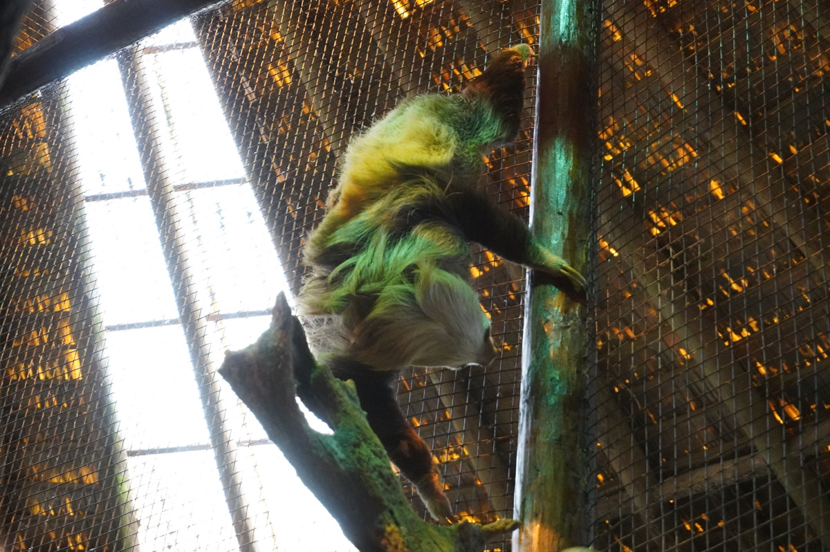 Costa Rica: La Paz Waterfall Gardens, An amiable sloth