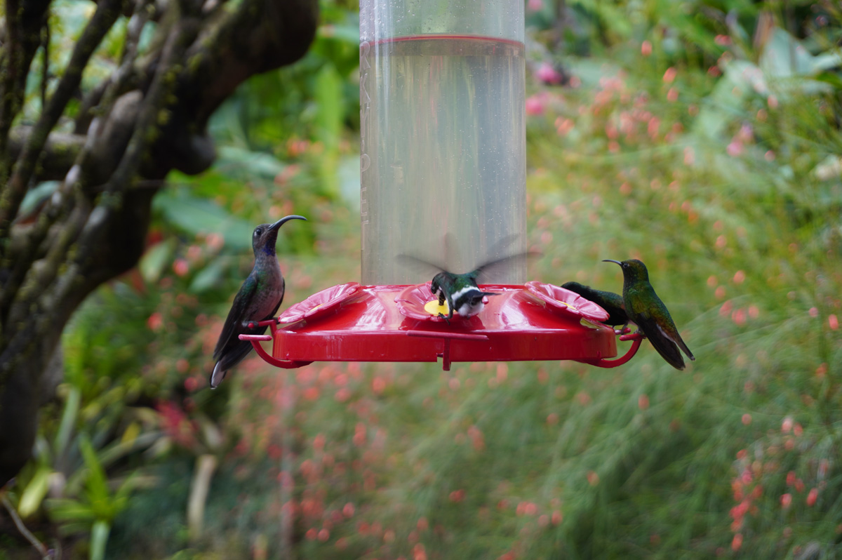 Costa Rica: La Paz Waterfall Gardens