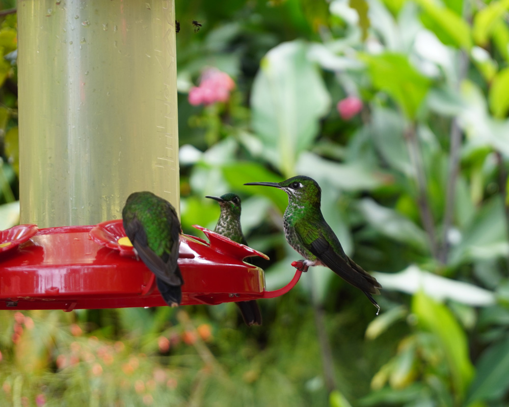 Costa Rica: La Paz Waterfall Gardens
