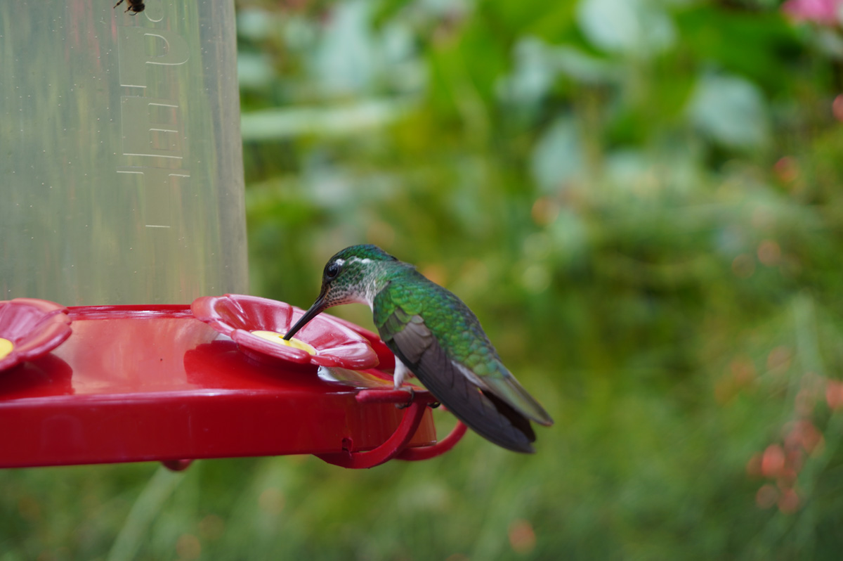 Costa Rica: La Paz Waterfall Gardens