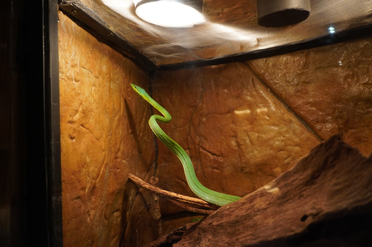 Costa Rica: La Paz Waterfall Gardens, Snake on a long stretch
