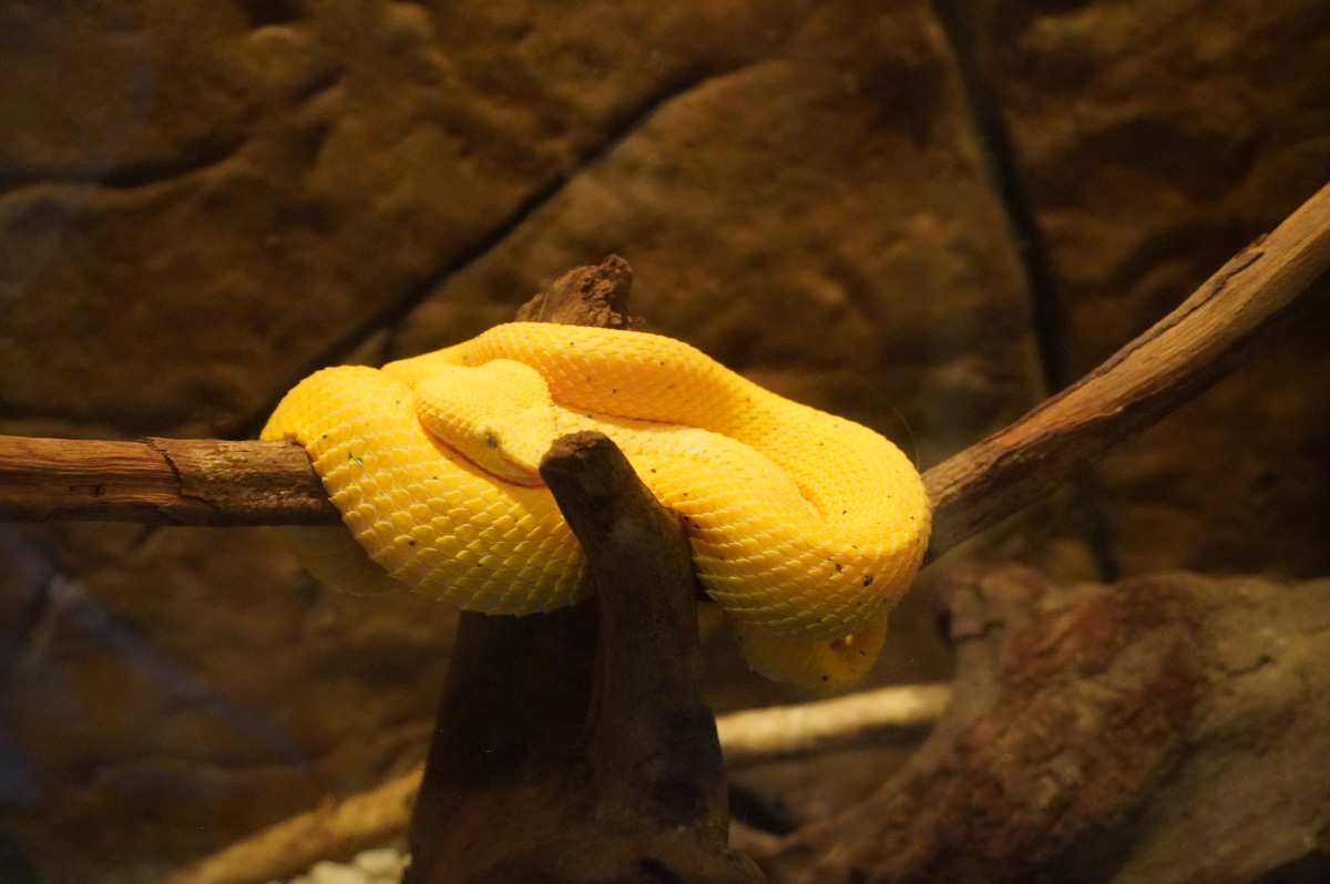Costa Rica: La Paz Waterfall Gardens, Golden Eyelash Pit-Viper