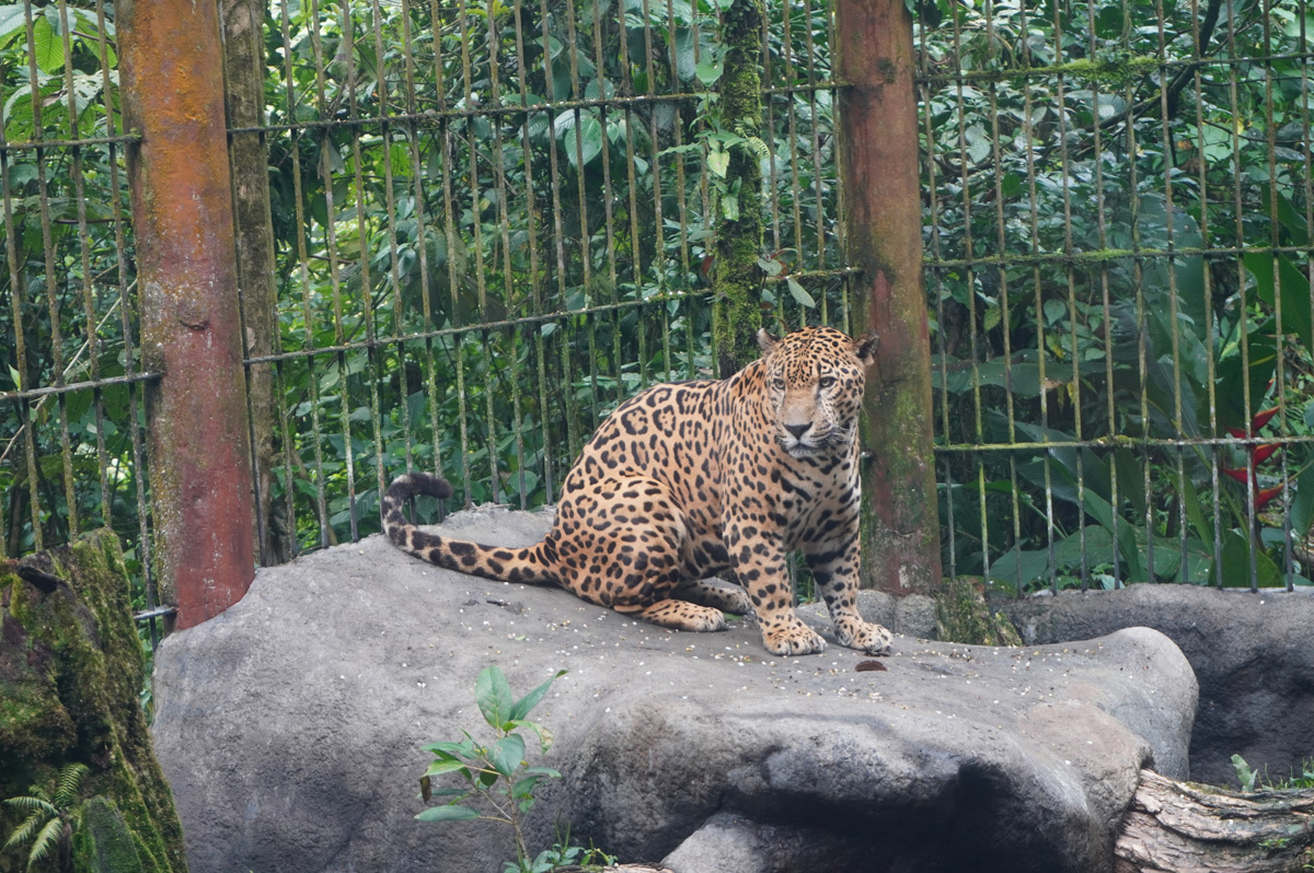 Costa Rica: La Paz Waterfall Gardens, Caged jaguar
