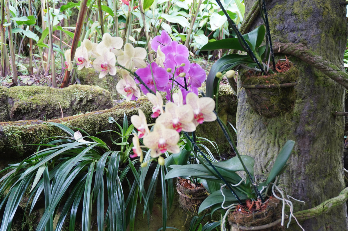 Costa Rica: La Paz Waterfall Gardens