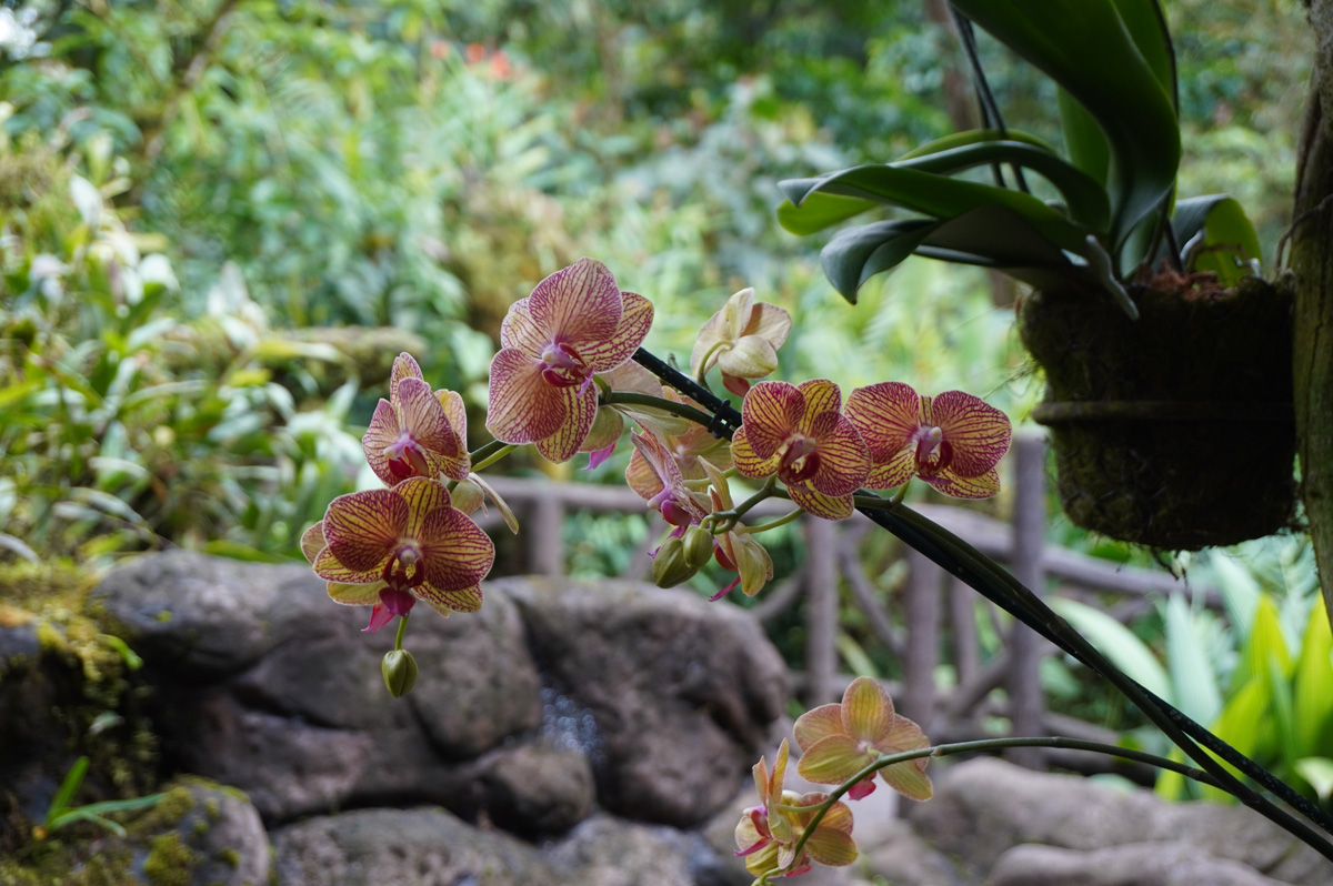 Costa Rica: La Paz Waterfall Gardens