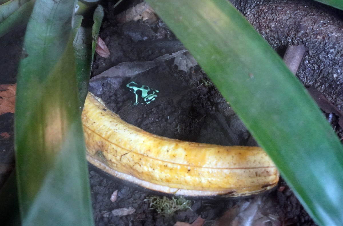 Costa Rica: La Paz Waterfall Gardens, Tiny green and black poison dart frog