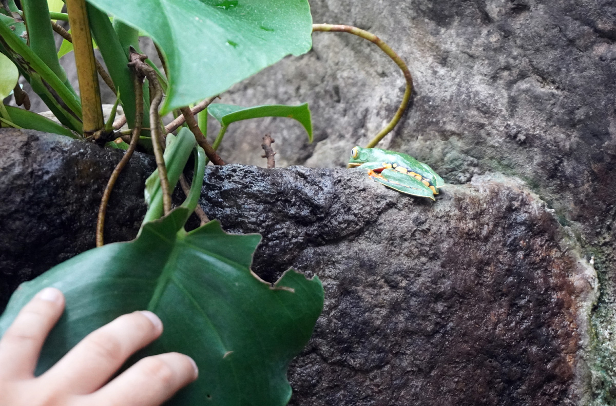 Costa Rica: La Paz Waterfall Gardens