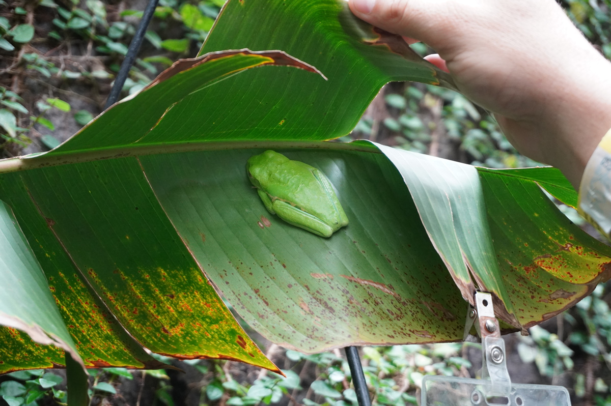 Costa Rica: La Paz Waterfall Gardens