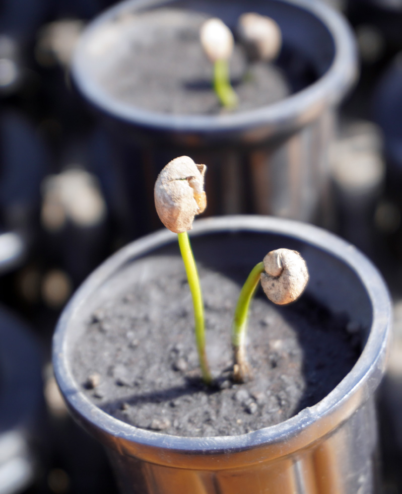 Costa Rica: Hacienda Alsacia, Newly sprouted beans