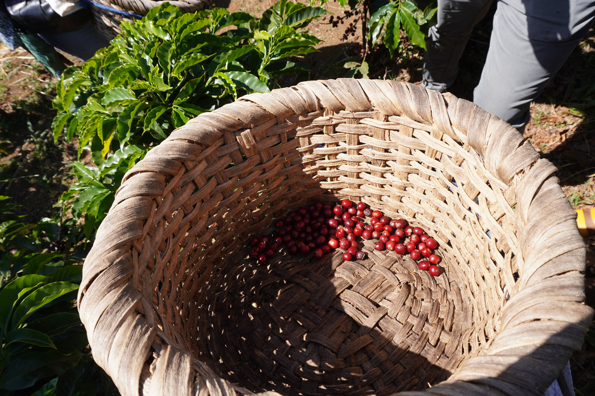 Costa Rica: Hacienda Alsacia, Freshly plucked ripe beans