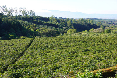 Coffee fields, 8 miles South of Poas, Costa Rica: Poas Volcano, Costa Rica, January 2020