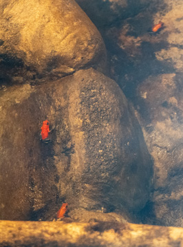 Tiny red poison dart frogs, Costa Rica: La Paz Waterfall Gardens, Costa Rica, January 2020