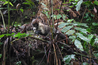 Wild coati, Costa Rica: La Paz Waterfall Gardens, Costa Rica, January 2020