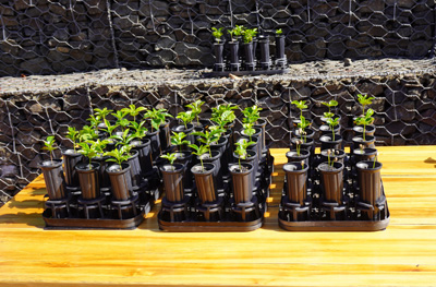 Coffee seedlings, Costa Rica: Hacienda Alsacia, Costa Rica, January 2020