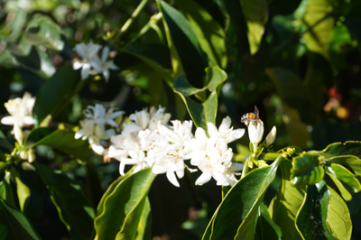 Coffee flowers + worker bee, Costa Rica: Hacienda Alsacia, Costa Rica, January 2020