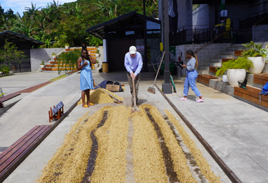 Sun drying beans: turning the beans, Costa Rica: Hacienda Alsacia, Costa Rica, January 2020