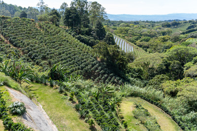 Coffee fields, Costa Rica: Hacienda Alsacia, Costa Rica, January 2020