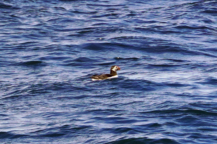Reykjavik: Puffin Cuise