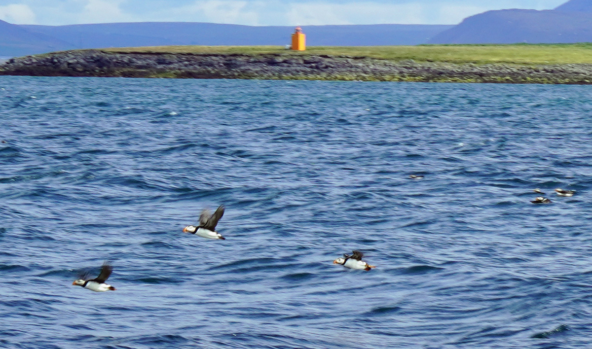 Reykjavik: Puffin Cuise, Puffins on the wing
