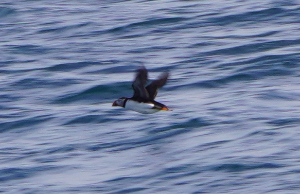 Reykjavik: Puffin Cuise, Frantically flapping wings