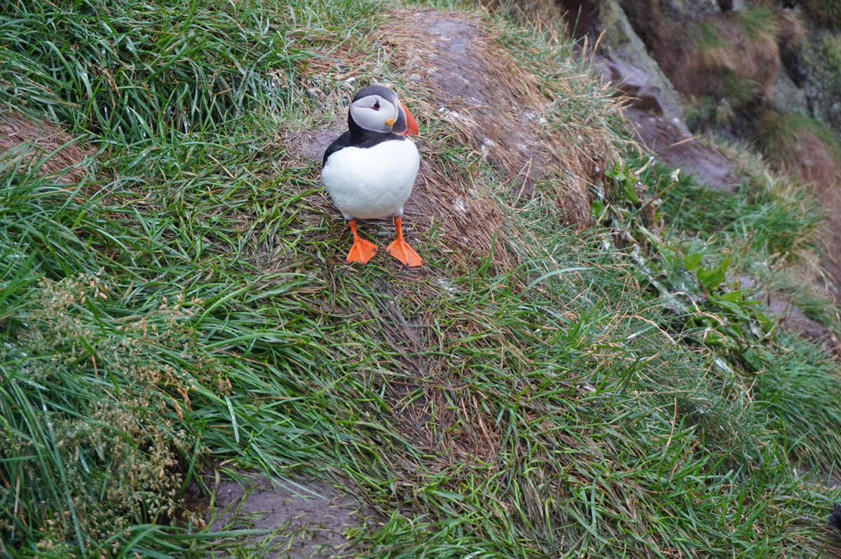 Hafnarhólmi Puffins