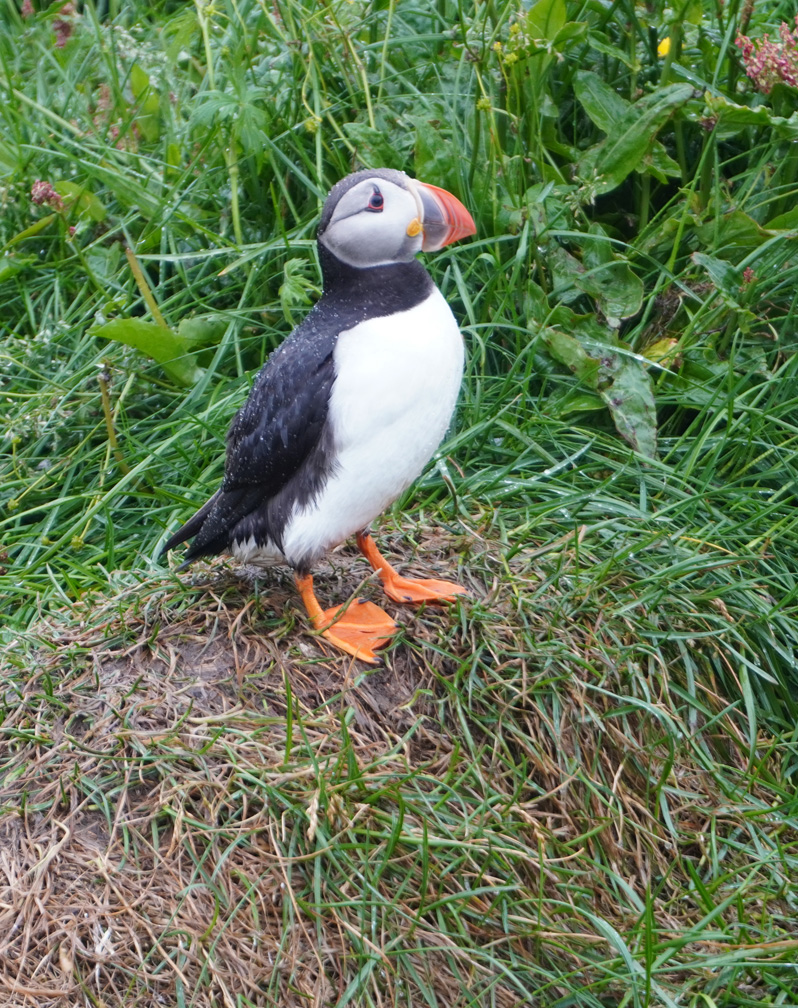 Hafnarhólmi Puffins