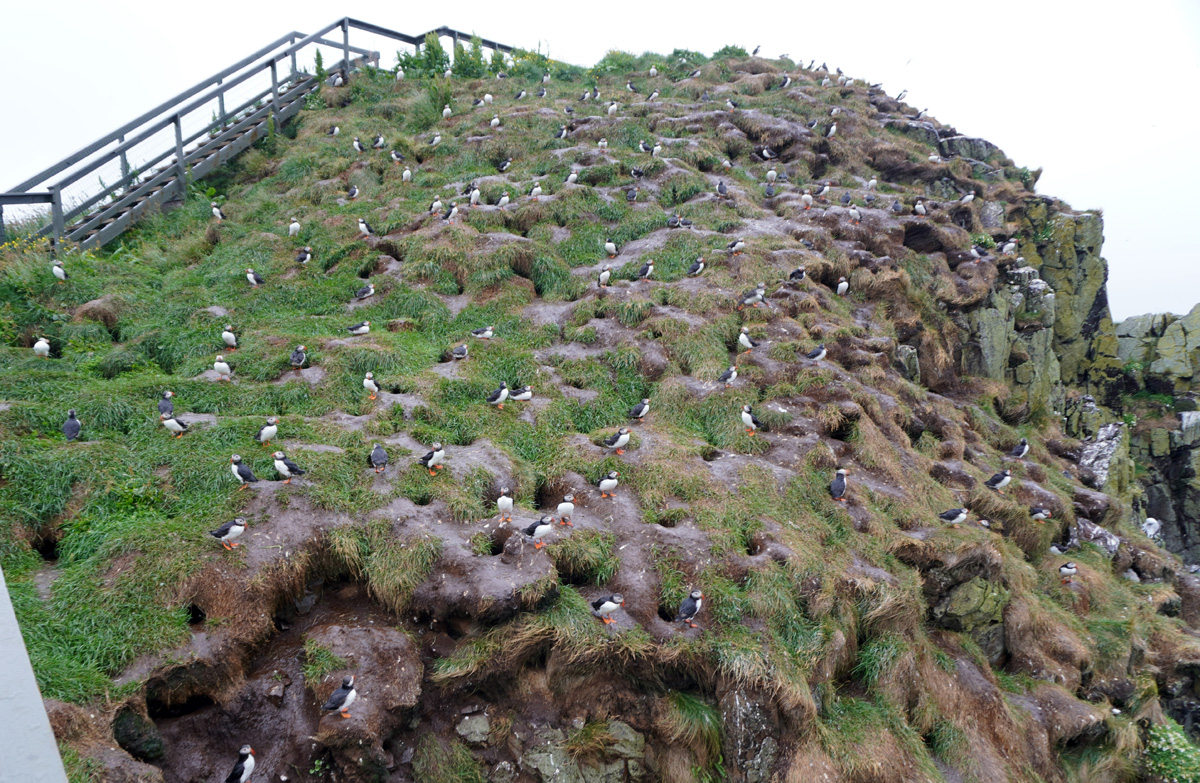 Hafnarhólmi Puffins, A wooden walkway right into the Puffin nesting area