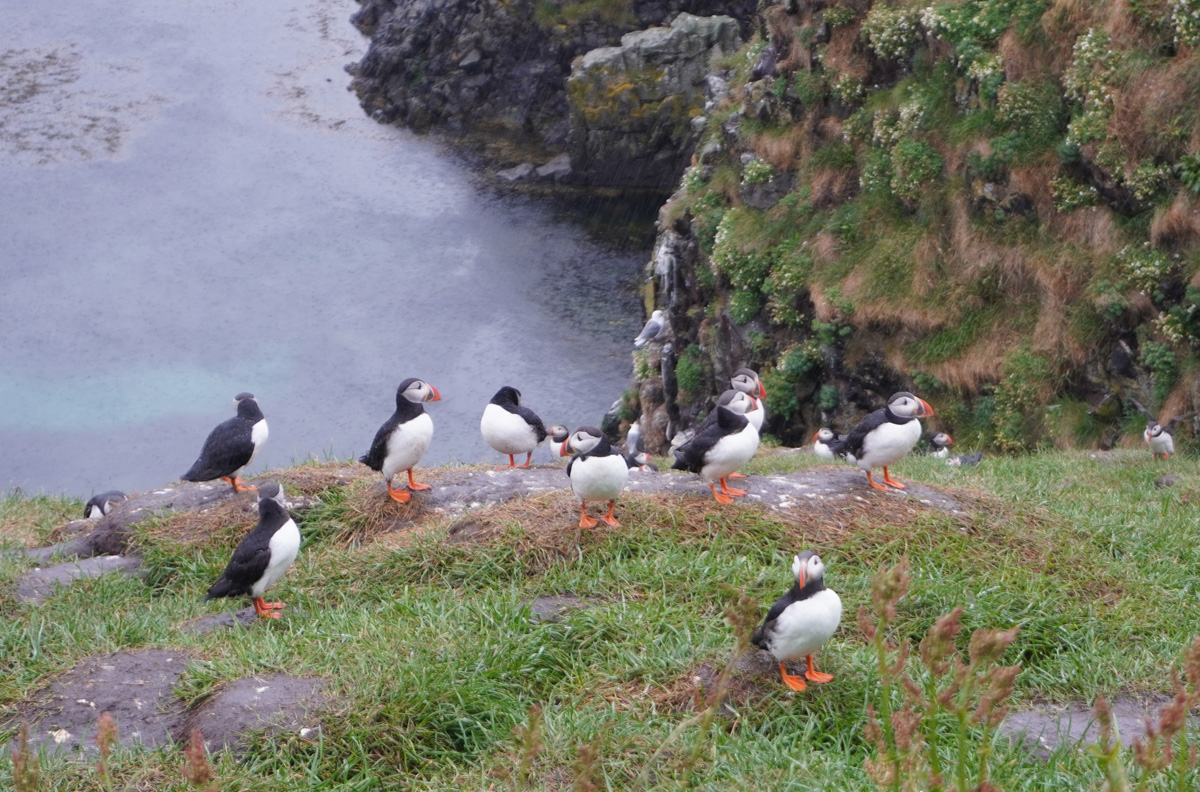 Hafnarhólmi Puffins