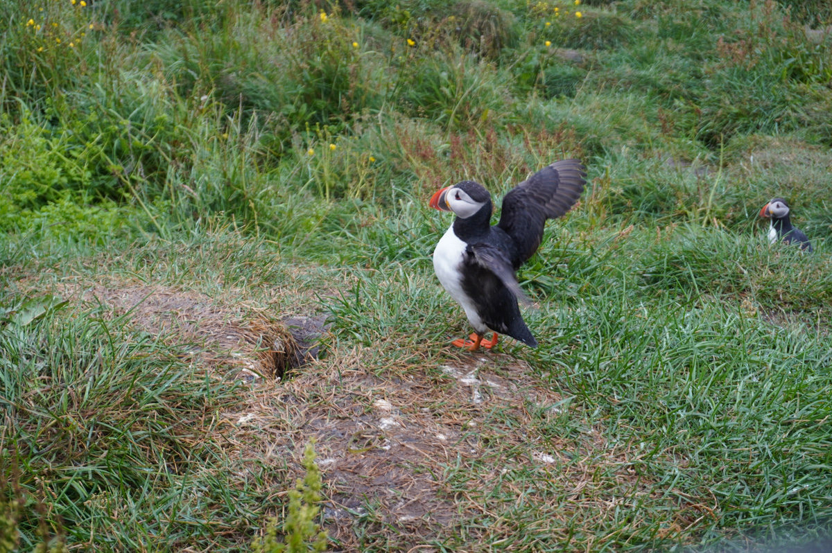 Hafnarhólmi Puffins