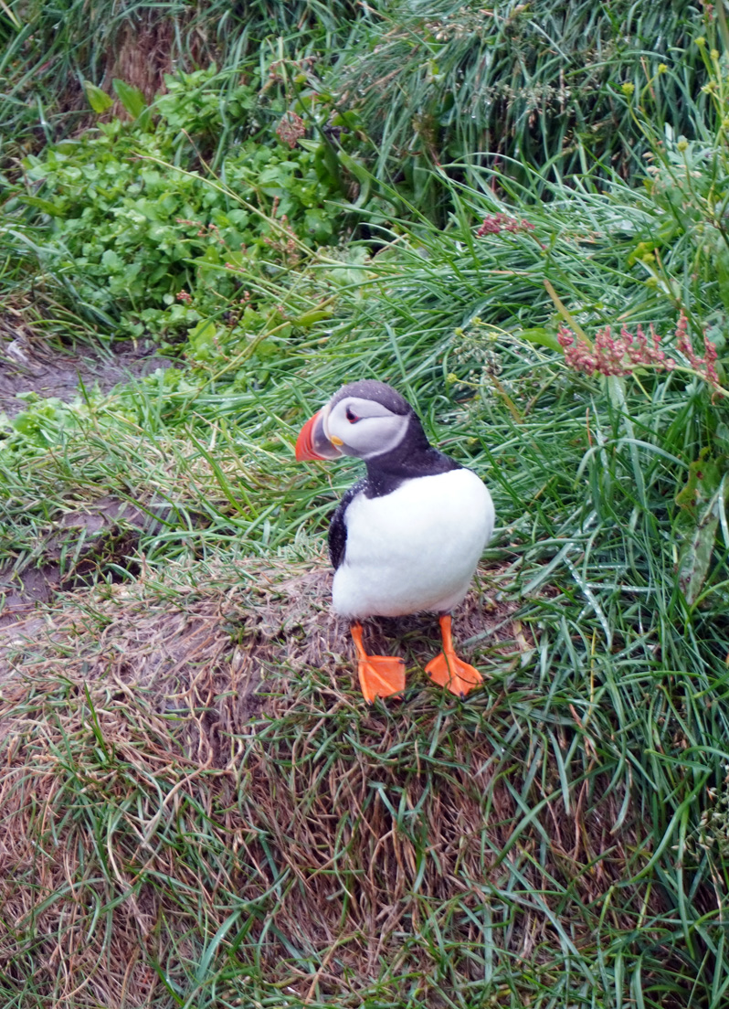 Hafnarhólmi Puffins