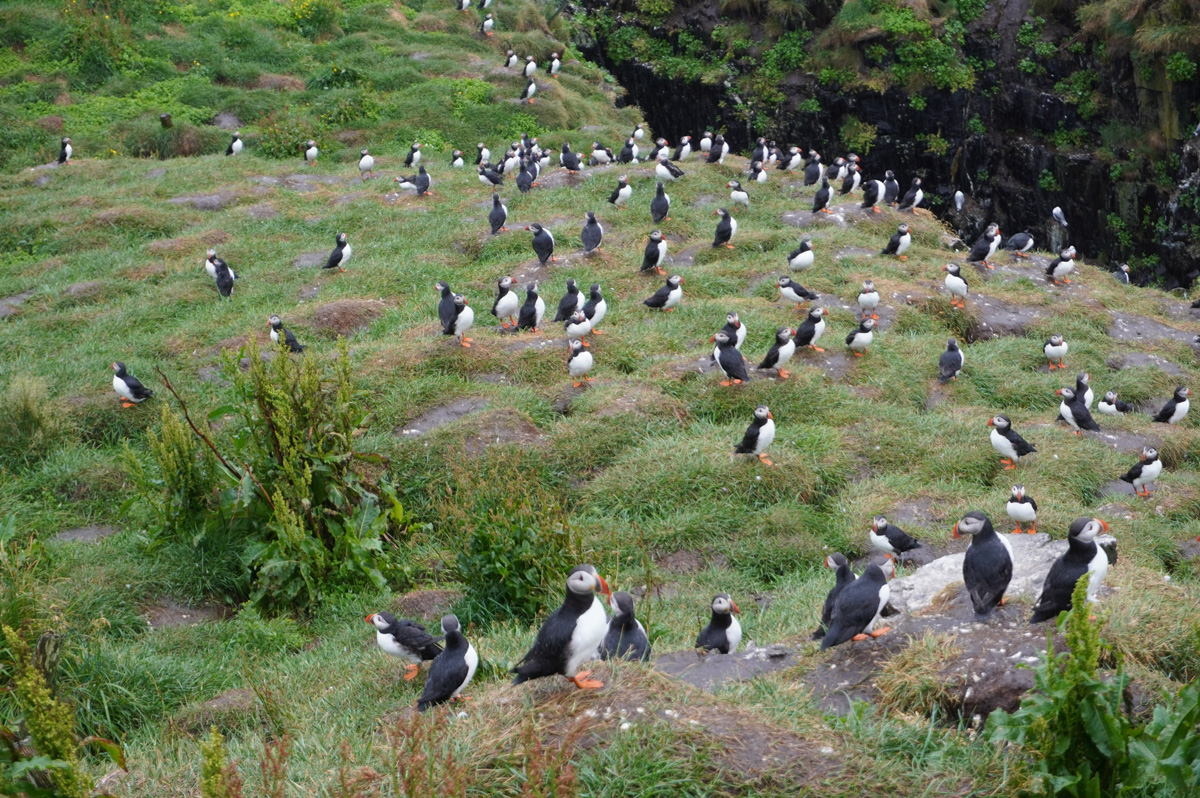 Hafnarhólmi Puffins