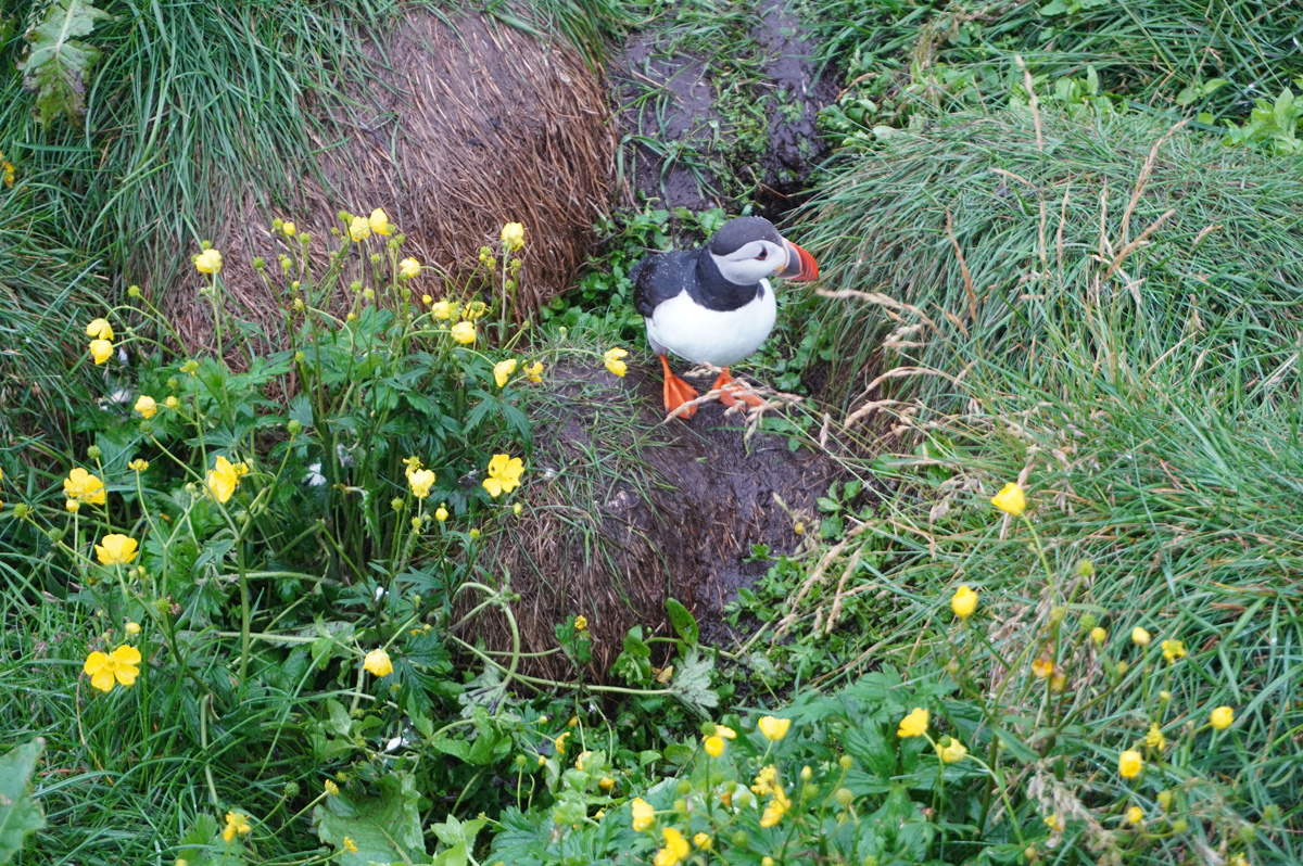 Hafnarhólmi Puffins