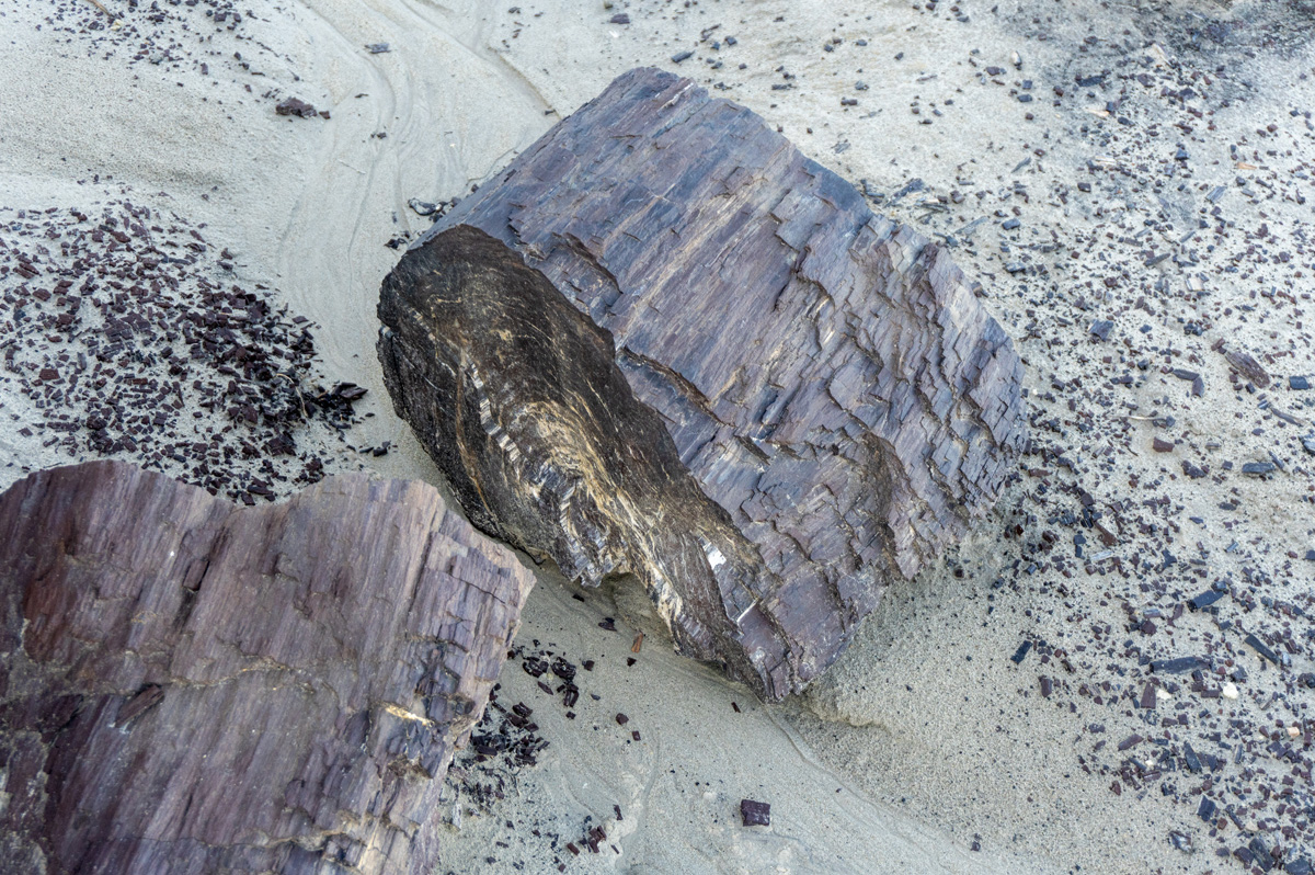 Bisti/De-Na-Zin Wilderness, Petrified Wood