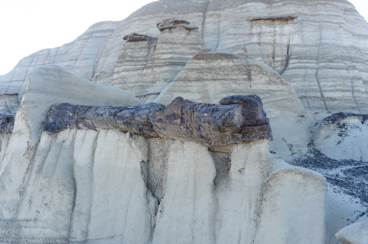 Bisti/De-Na-Zin Wilderness, Petrified Log