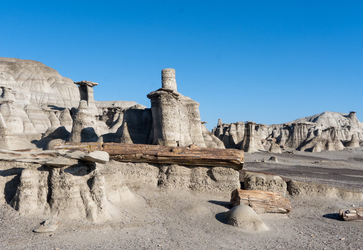 Bisti/De-Na-Zin Wilderness, Petrified Log