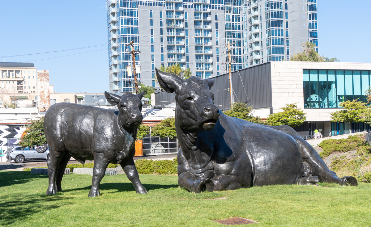 Denver, Giant “Scottish Angus Cow and Calf” They are very sweet
