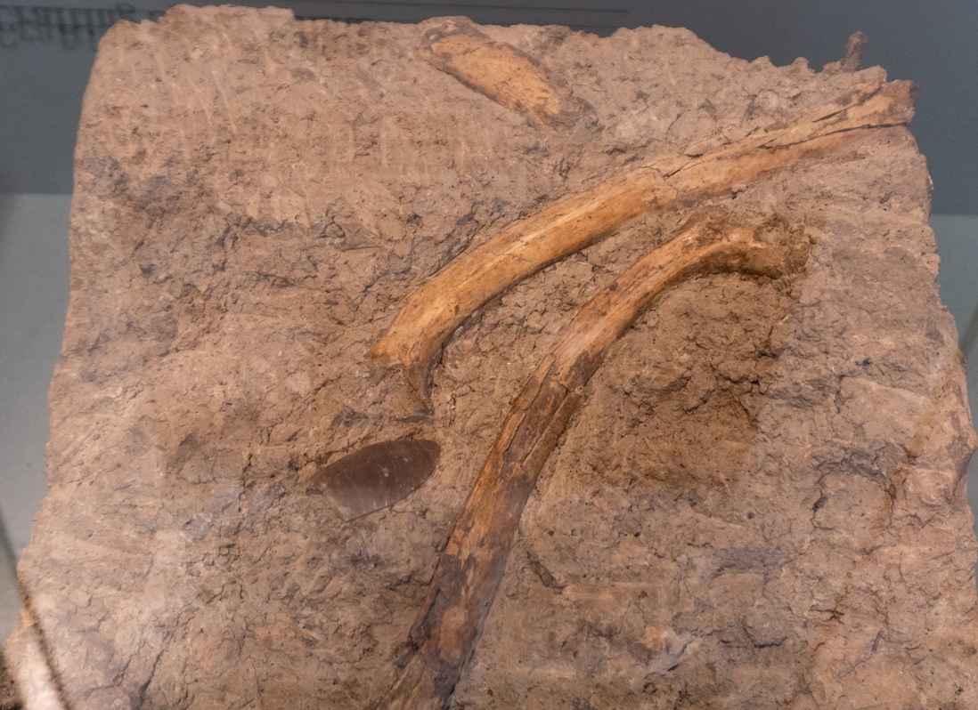 Denver Musuem of Nature and Science, Folsom Spear Point, between bison ribs Dated to 10,400 YA, found in 1927 by Denver Museum team