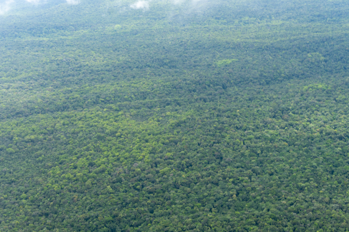 Guyana: Kaieteur Falls, Forest, 3 miles NE of Kaieteur