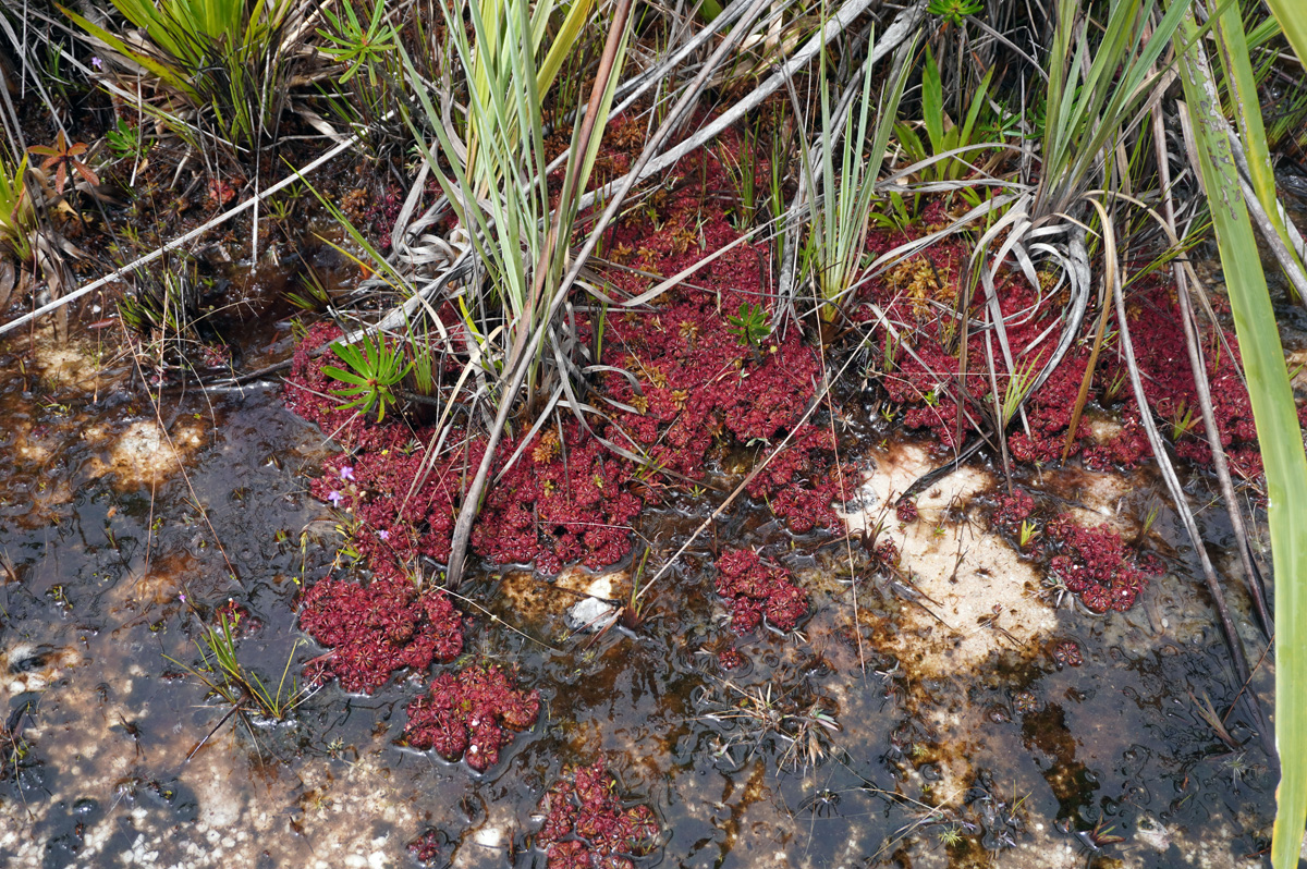 Cloud Forest walk, Red Sundew (carnivorous)