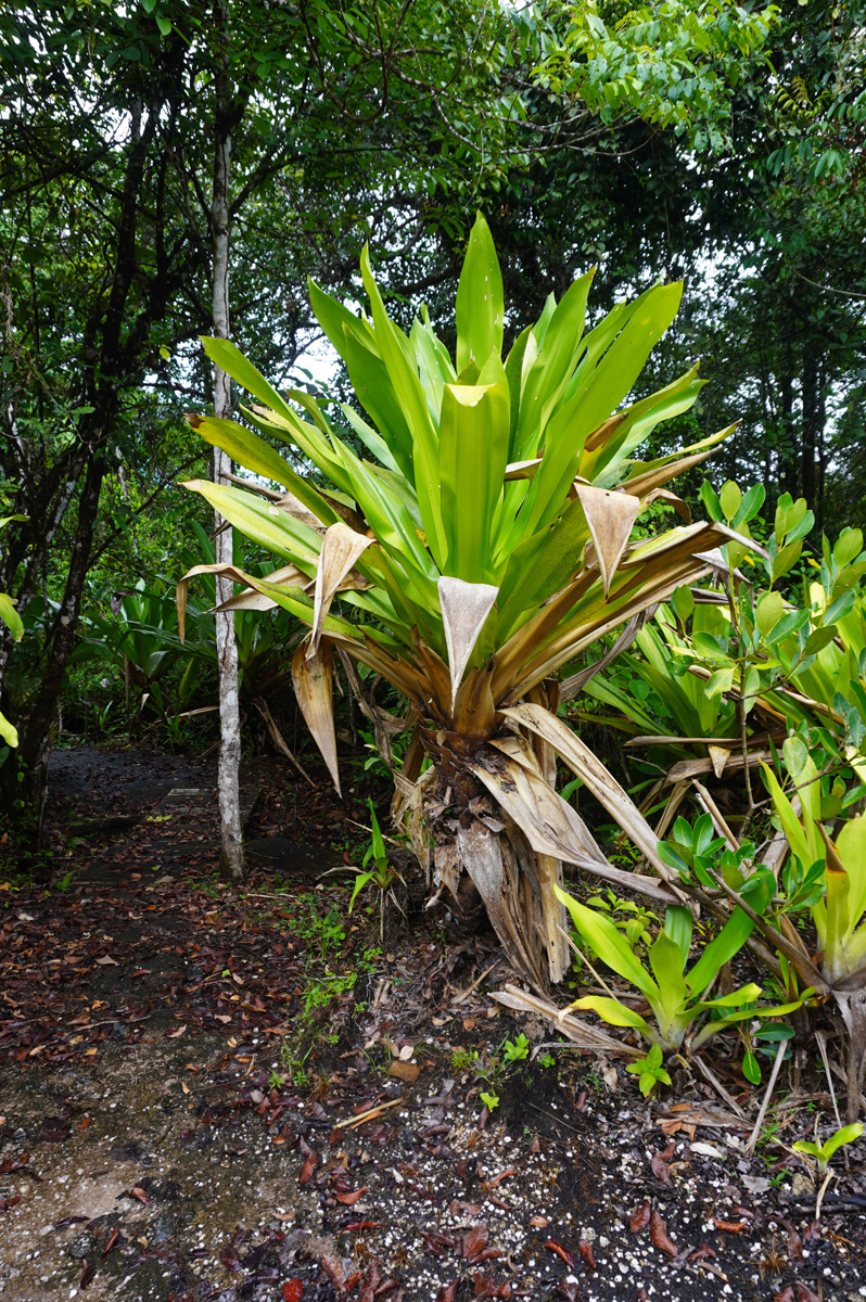 Cloud Forest walk