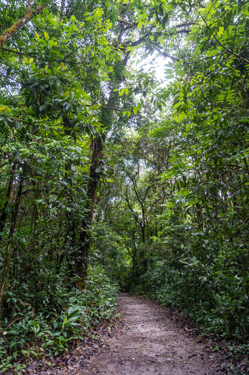 Cloud Forest walk, Cloud Forest stroll