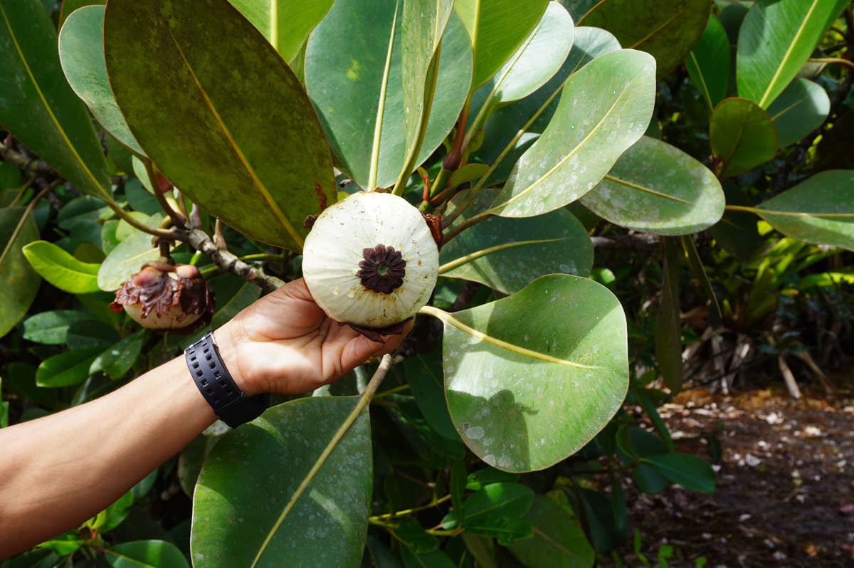 Cloud Forest walk, Rubber plant, with inedible fruit