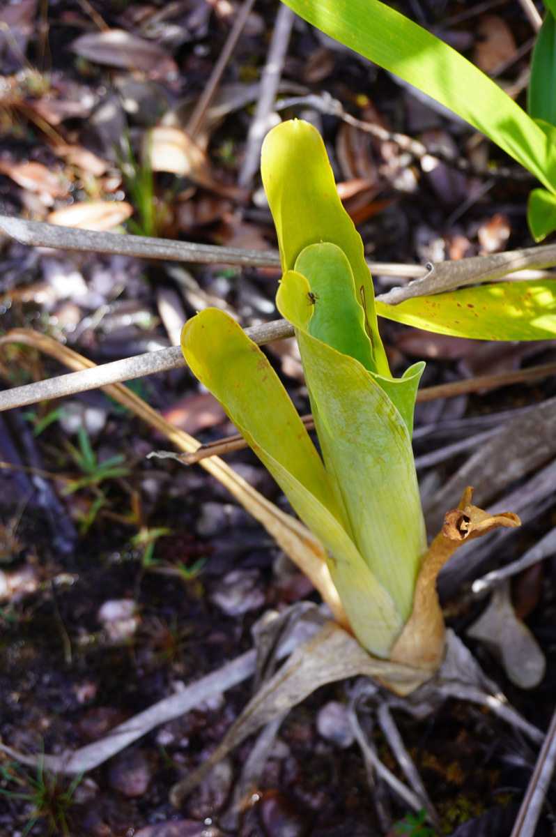 Cloud Forest walk, Brocchinia reducta, another carnivorus plant