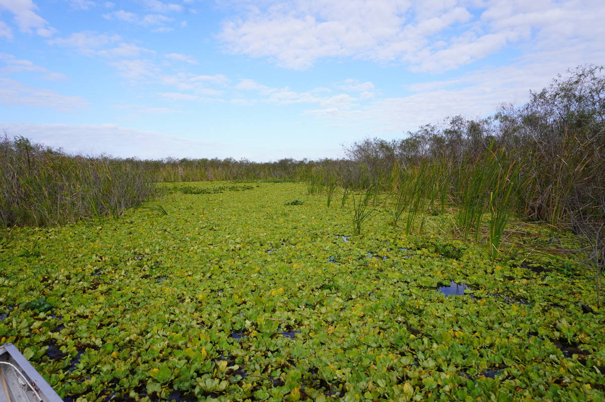 Florida: Everglades Airboat Tour