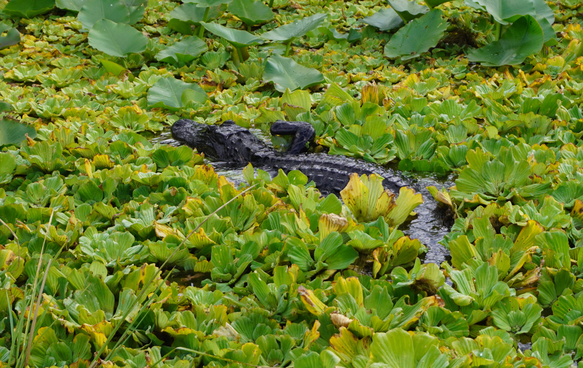 Florida: Everglades Airboat Tour, Mother alligator, guarding babies