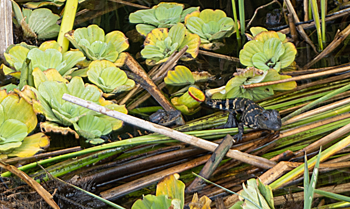 Florida: Everglades Airboat Tour, Yellow and black baby alligators