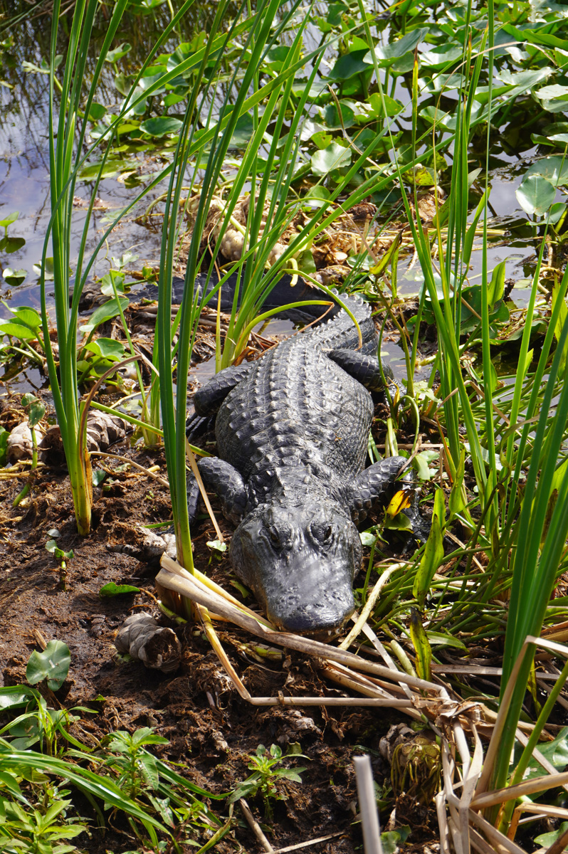 Florida: Everglades Airboat Tour