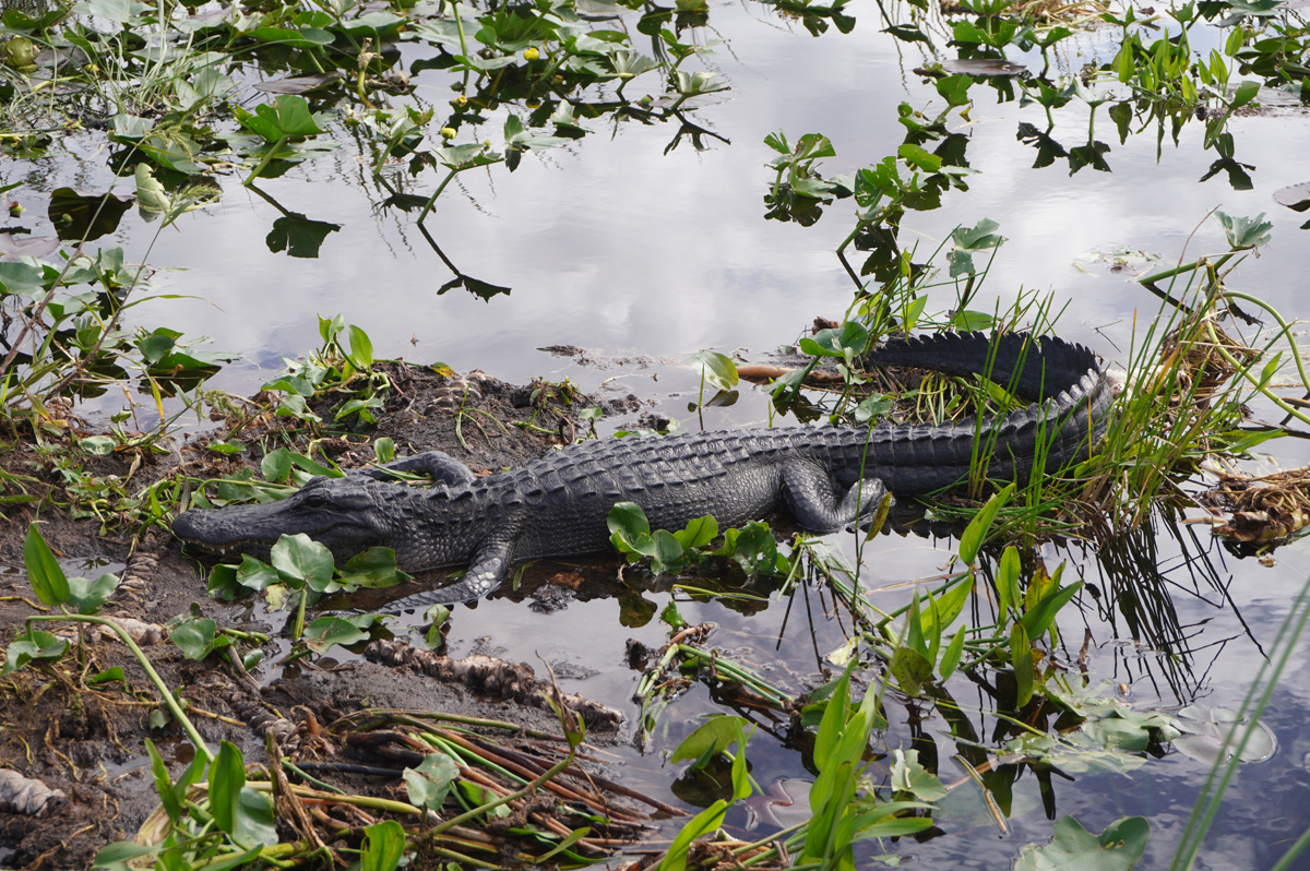 Florida: Everglades Airboat Tour