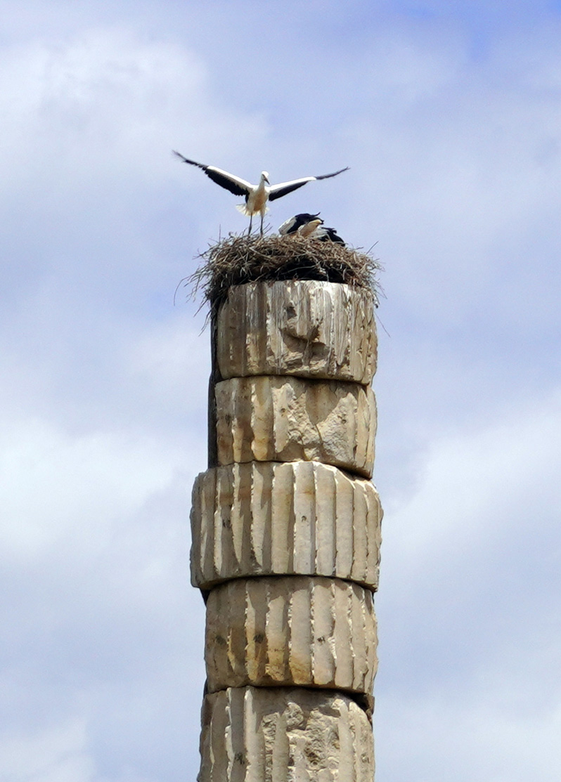 Ephesus: Temple of Artemis, Storks